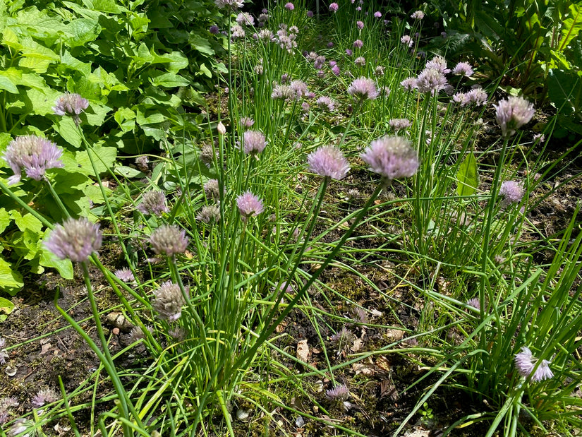 Bieslook - Allium schoenoprasum