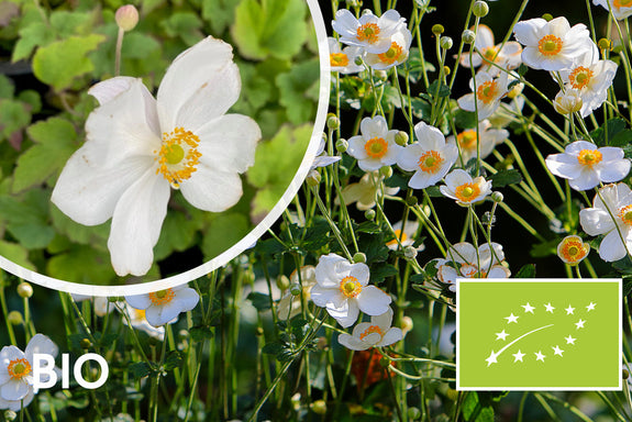 Biologisch Herfstanemoon Wit (Hoogte 90 cm) - Anemone hybrida 'Honorine Jobert'