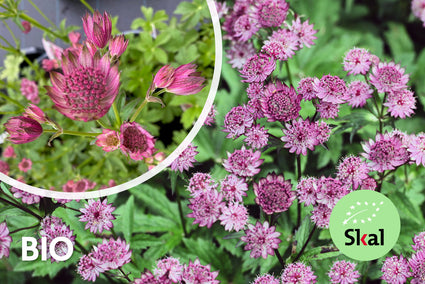 Biologisch Zeeuws knoopje (Roze) - Astrantia major 'Roma'