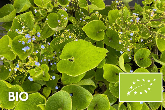Biologisch Kaukasische vergeet mij niet - Brunnera macrophylla (ook per/m2)