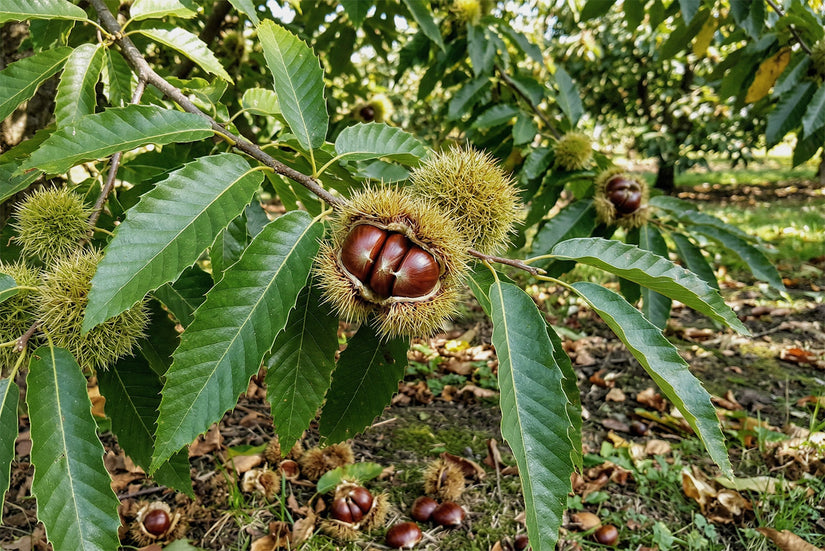 Biologische Tamme kastanje - Castanea sativa x crenata 'Marigoule'