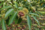 Biologische Tamme kastanje - Castanea sativa x crenata 'Marigoule'