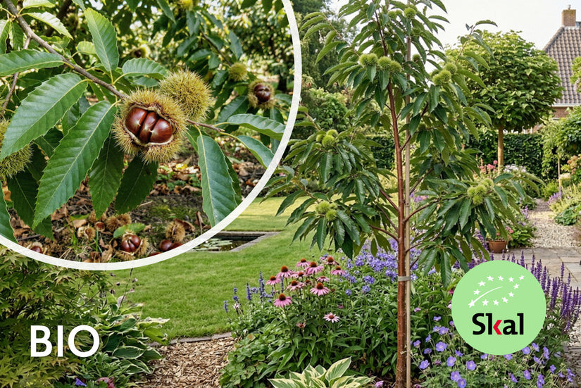 Biologische Tamme kastanje - Castanea sativa x crenata 'Marigoule'