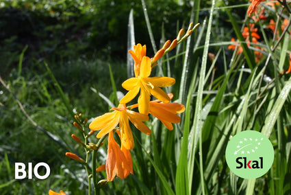 Biologisch Montbretia - Crocosmia 'George Davidson'