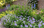 sfeerborder - Geranium 'Johnson's Blue' aan de rand met sedum herbstfreude, smeerwortel, ridderspoor, salieen vrouwenmantel.