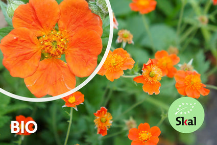 Biologisch Nagelkruid Oranje (Hoogte 40 cm) - Geum coccineum 'Borisii'