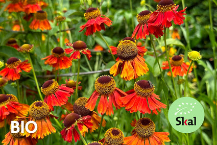 Biologisch Zonnekruid - Helenium 'Moerheim Beauty' TIP