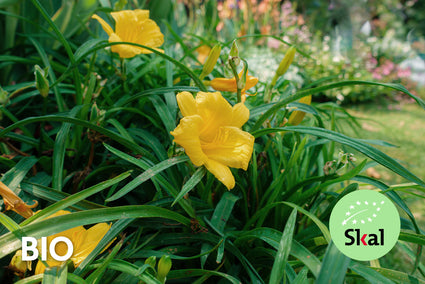 Biologisch Daglelie - Hemerocallis 'Stella de Oro'