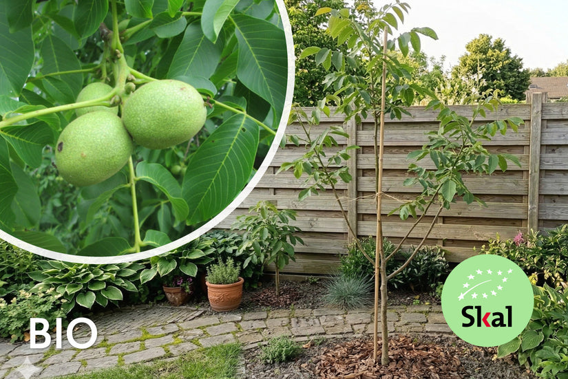 Biologische Walnootboom - Juglans regia 'Chandler' Laagstam
