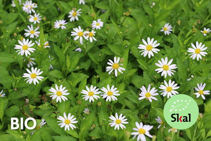 Biologisch Zomeraster (Wit) - Kalimeris incisa 'Alba'