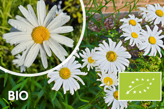 Biologisch Magriet - Leucanthemum 'Alaska'