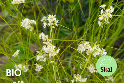 Biologisch Sneeuwwitte veldbies - Luzula nivea