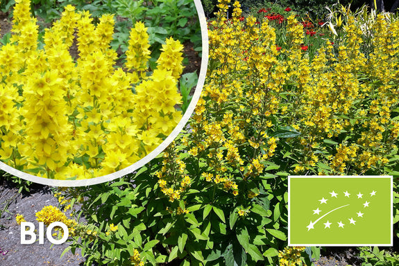 Biologisch Puntwederik - Lysimachia punctata