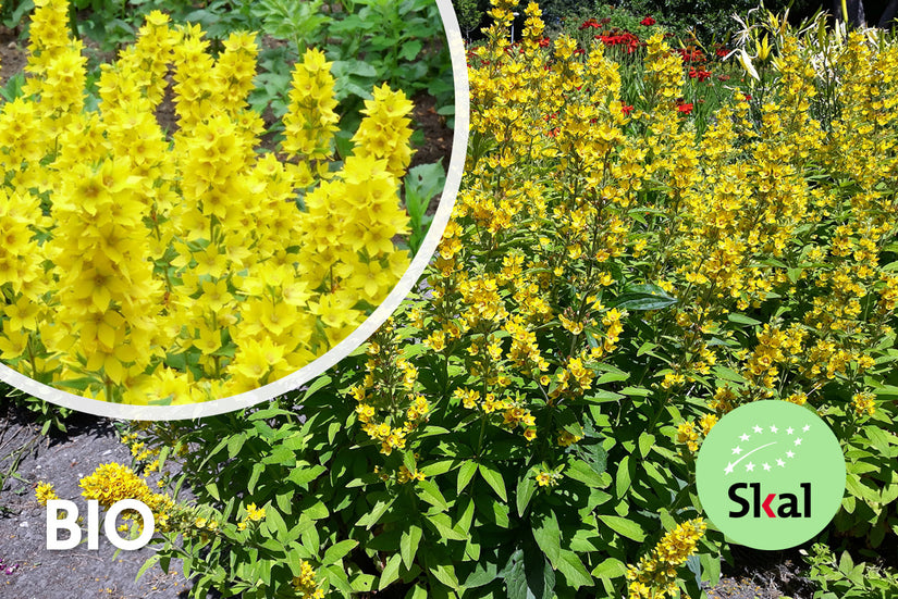 Biologisch Puntwederik - Lysimachia punctata