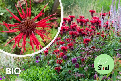 Biologisch Bergamotplant - Monarda 'Cambridge Scarlet'