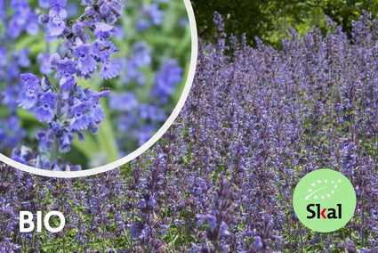 Biologisch Kattenkruid - Nepeta 'Walker's Low'