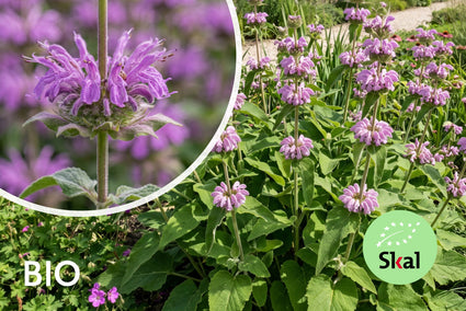 Biologische Brandkruid - Phlomis tuberosa (paars)