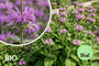 Biologische Brandkruid - Phlomis tuberosa (paars)