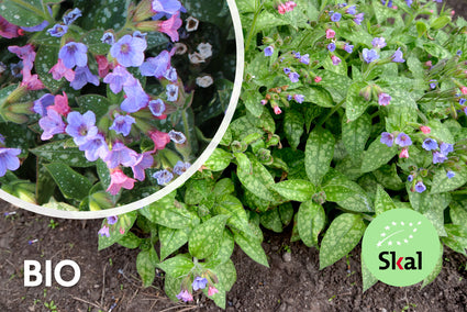 Biologische Longkruid - Pulmonaria saccharata 'Mrs Moon'