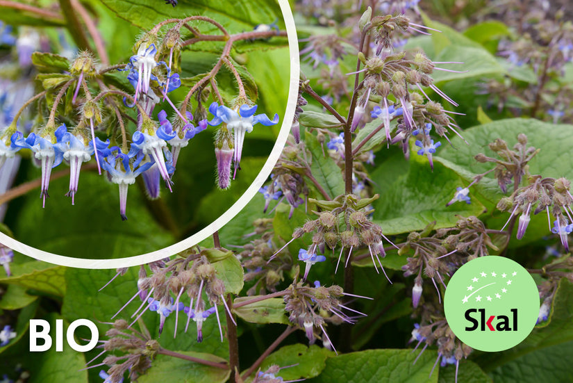 Biologisch Oriëntaals komkommerkruid - Trachystemon orientalis