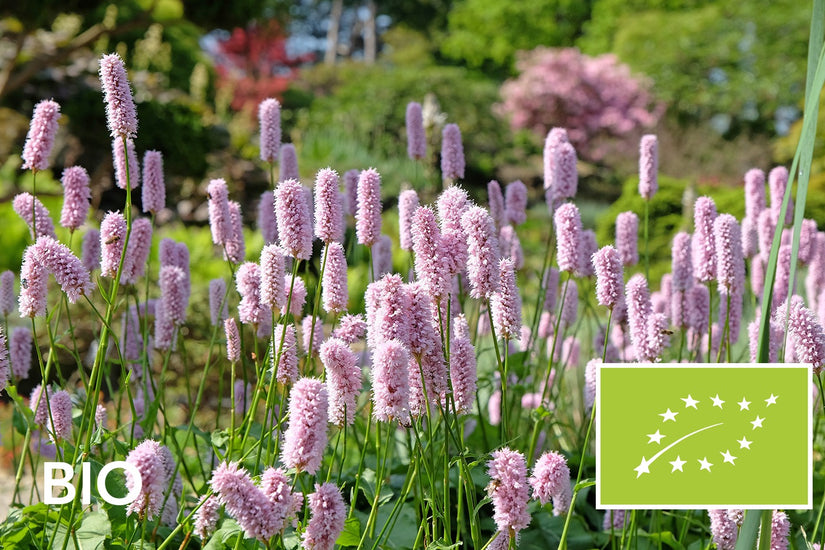 Biologische Adderwortel / Duizendknoop - Persicaria bistorta