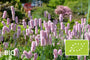 Biologische Adderwortel / Duizendknoop - Persicaria bistorta