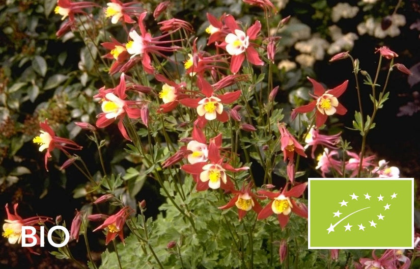 Biologische Akelei - Aquilegia 'Crimson Star'