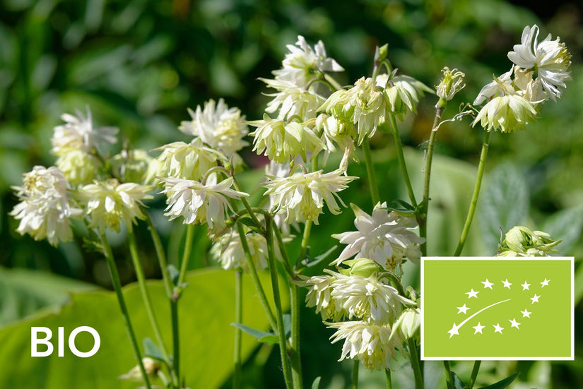 Biologische Akelei - Aquilegia vulgaris 'Green Apples'
