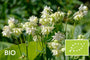 Biologische Akelei - Aquilegia vulgaris 'Green Apples'