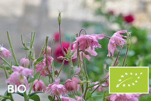 Biologische Akelei - Aquilegia vulgaris 'Rose Barlow'
