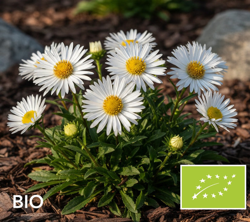 Biologische Alpenaster (Hoogte 20 cm) - Aster alpinus 'Albus'