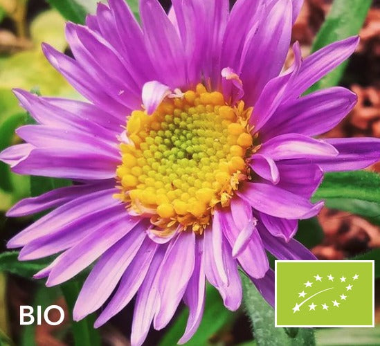 Biologische Alpenaster (Hoogte 20 cm, Roze) - Aster alpinus 'Happy End'