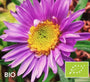 Biologische Alpenaster (Hoogte 20 cm, Roze) - Aster alpinus 'Happy End'