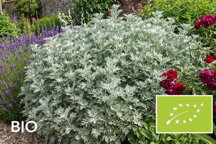 Biologische Alsem - Artemisia 'Powis Castle'