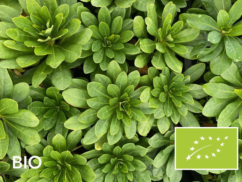 Biologische Amandelwolfsmelk - Euphorbia amygdaloides var. robbiae