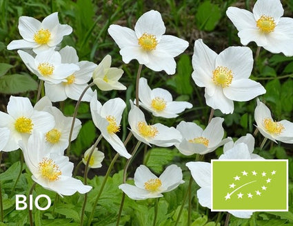 Biologische Witte anemoon (Hoogte 30 cm) - Anemone sylvestris