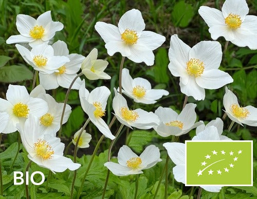 Biologische Witte anemoon (Hoogte 30 cm) - Anemone sylvestris