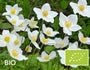 Biologische Witte anemoon (Hoogte 30 cm) - Anemone sylvestris