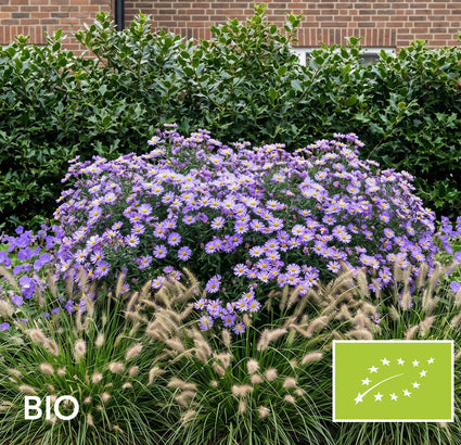 Biologische Japanse Dwergaster - Aster Ageratoides 'Asran'