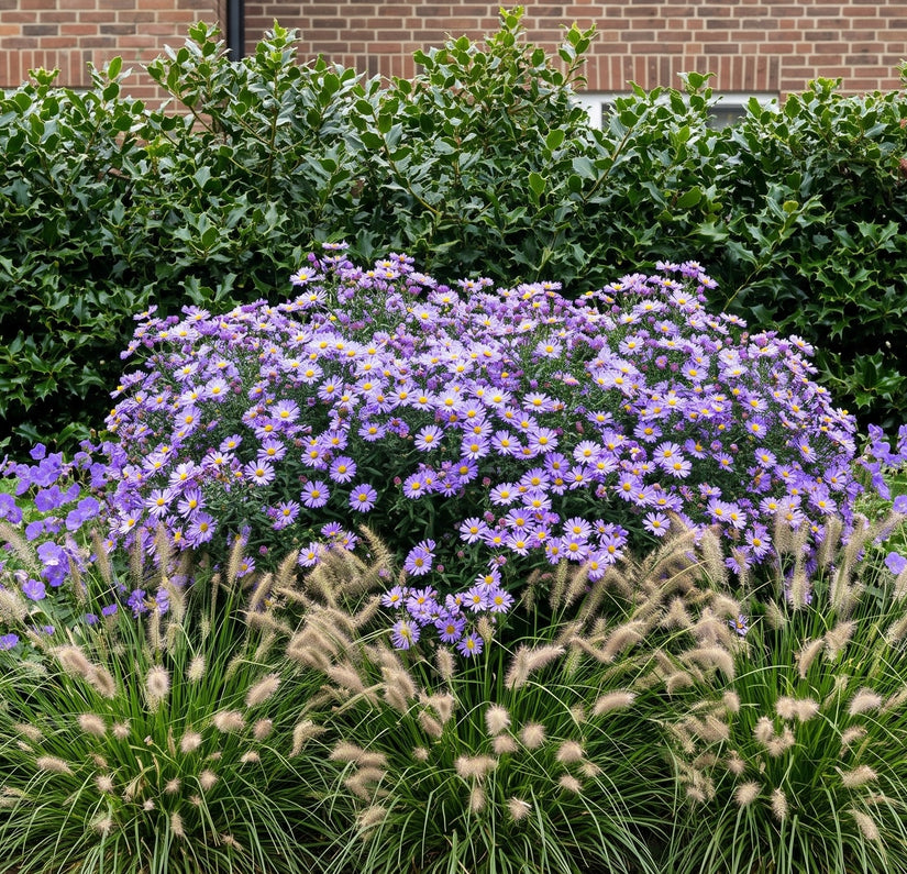 Bio Aster Asran plant met Pennisetum hameln er voor en wintergroene Ilex Aquifolium er achter. Rechts en links geraniums Azure rush.
