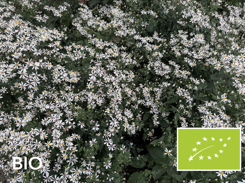 Biologische Sneeuwster aster (Hoogte 60 cm) - Aster Divaricatus