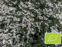 Biologische Sneeuwster aster (Hoogte 60 cm) - Aster Divaricatus
