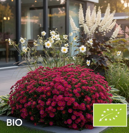 Biologische Herfstaster - Aster 'Jenny'