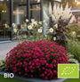 Biologische Herfstaster - Aster 'Jenny'