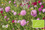 Biologische Beemdkroon - Knautia macedonica 'Melton Pastels'