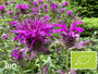 Biologische Bergamotplant - Monarda 'Scorpion'