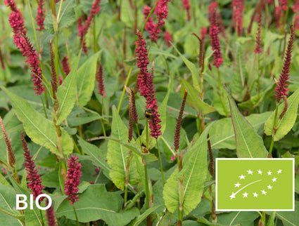 Biologische Duizendknoop (Donkerrood, 80 cm) - Persicaria amplexicaulis 'Blackfield'
