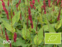 Biologische Duizendknoop (Donkerrood, 80 cm) - Persicaria amplexicaulis 'Blackfield'