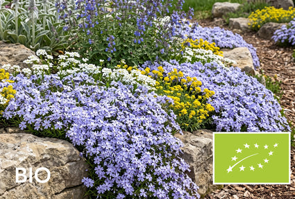 Biologische Kruipvlambloem (Hoogte 15 cm) - Phlox subulata 'Emerald Cushion Blue'
