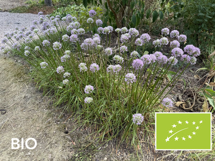 Biologiosche Sierui - Allium 'Millenium'